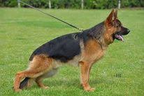 Thiago von der Piste Trophe